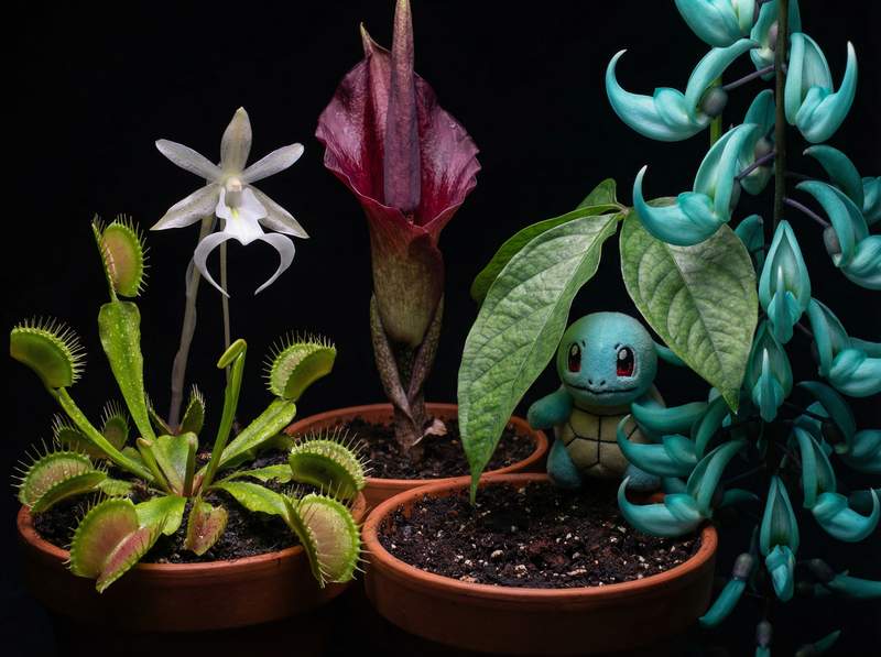 蜜芽植物视频-蜜芽植物视频：全球稀有植物视频大赏